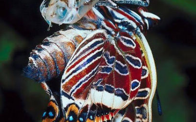 Bufferfly, Cocoon and COVID19